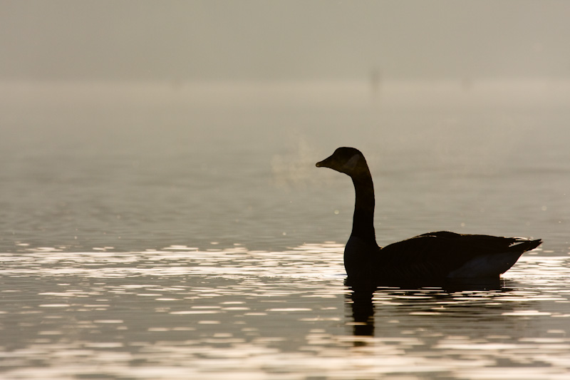 Silhouette Of Canadian Goose On Lake Sammamish